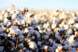 Cotton 